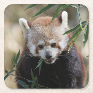 Red_Panda_2015_0311 Square Paper Coaster