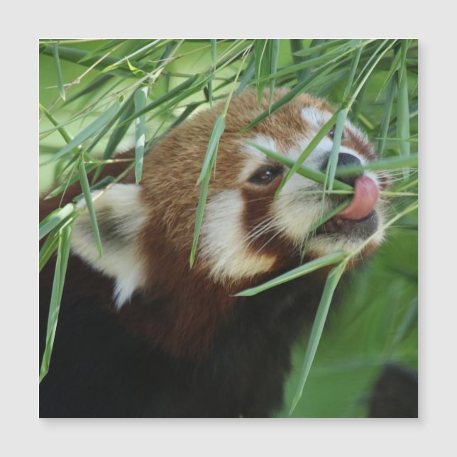 Red_Panda_2015_0707 (Front)