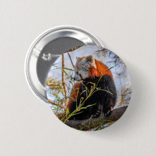 Red panda 6 cm round badge