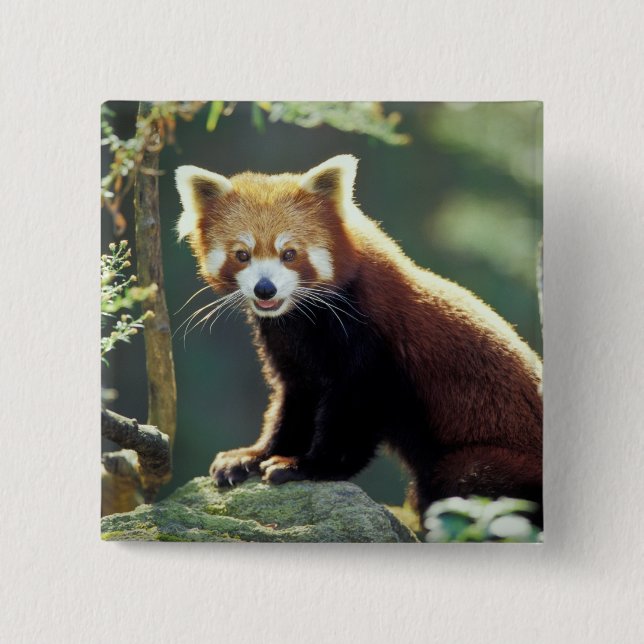 Red Panda Ailurus fulgens) 15 Cm Square Badge (Front)