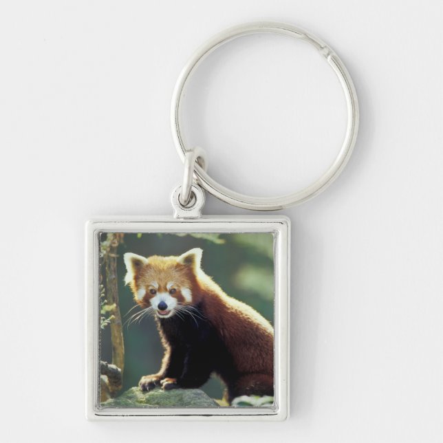 Red Panda Ailurus fulgens) Key Ring (Front)