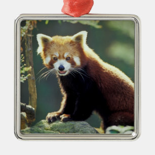 Red Panda Ailurus fulgens) Metal Ornament