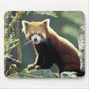 Red Panda Ailurus fulgens) Mouse Pad