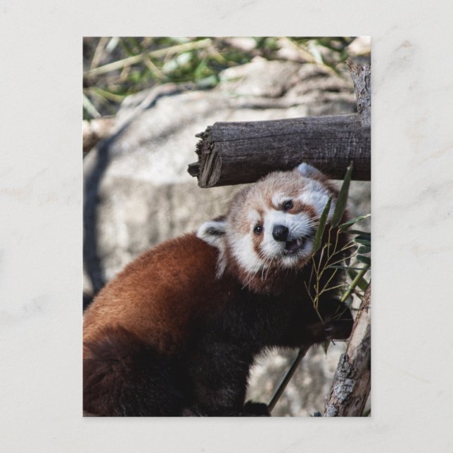 Red Panda and Bamboo Postcard (Front)