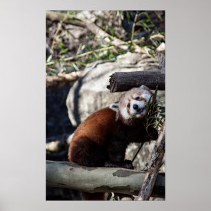 Red Panda and Bamboo Poster