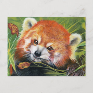 Red Panda animal art postcard