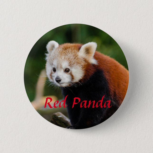 Red Panda Animal Photography 6 Cm Round Badge (Front)