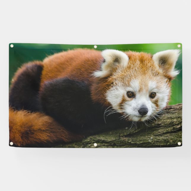 RED PANDA Banner WITH GROMMETS (Horizontal)