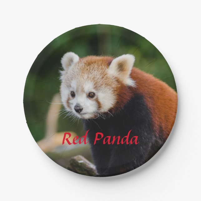 Red Panda Bear Paper Plate (Front)