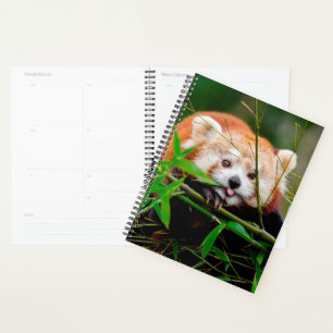 Red Panda Bear Planner