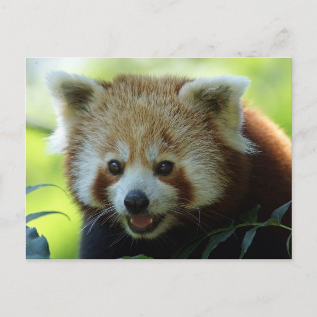 Red Panda Bear Postcard (Front)