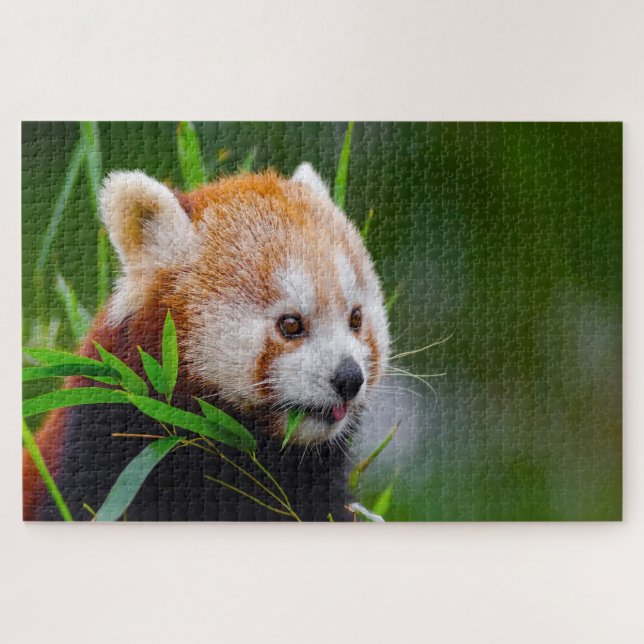 Red Panda Bears. Jigsaw Puzzle (Horizontal)