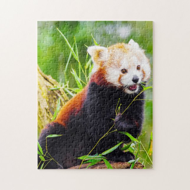 Red Panda Bears. Jigsaw Puzzle (Vertical)