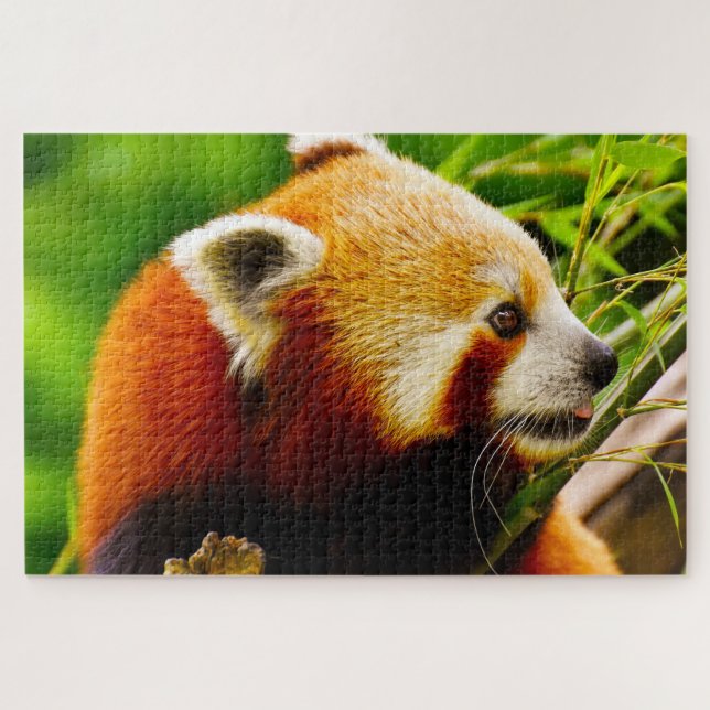 Red Panda Bears. Jigsaw Puzzle (Horizontal)