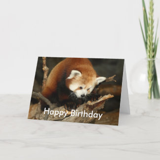 Red Panda Card