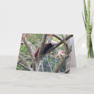Red Panda Card