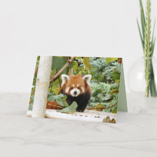 Red Panda Card