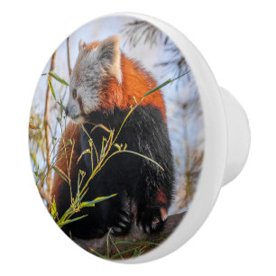 Red panda ceramic knob