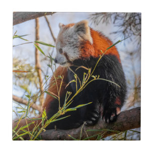Red panda ceramic tile