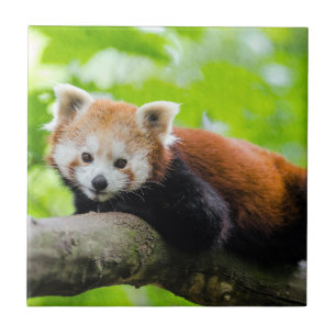 Red Panda  Ceramic Tile
