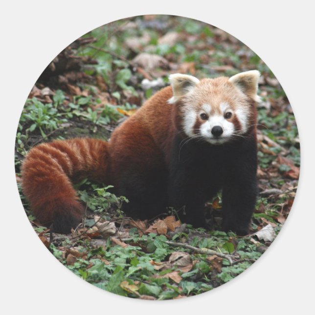 Red Panda Classic Round Sticker (Front)