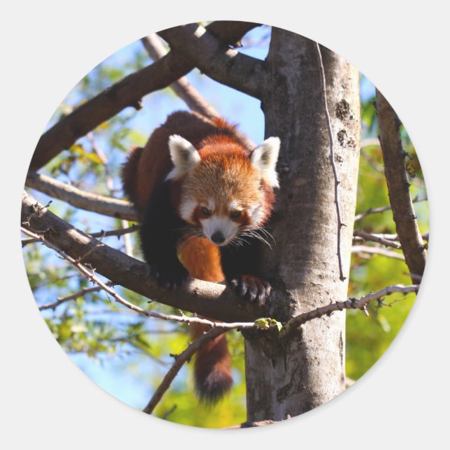Red Panda climbing down tree Classic Round Sticker (Front)