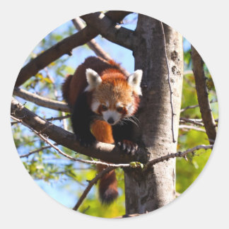 Red Panda climbing down tree Classic Round Sticker