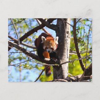 Red Panda climbing down tree Postcard