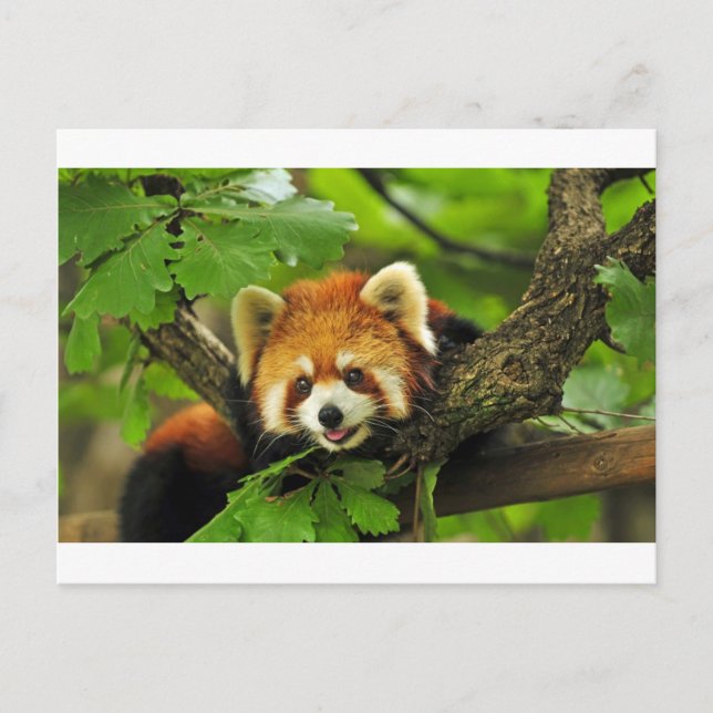Red Panda Cub Postcard (Front)