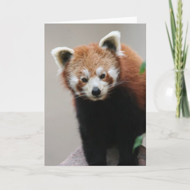 Red Panda Customisable Greetings card (Front)