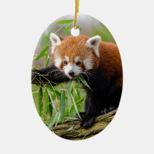 Red Panda Eating Green Leaf Ceramic Tree Decoration (Front)