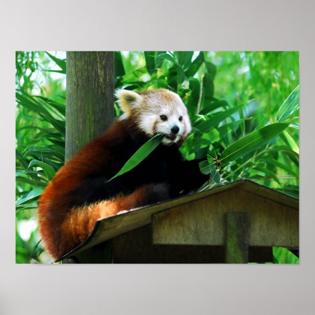 Red panda eating leaves poster (Front)