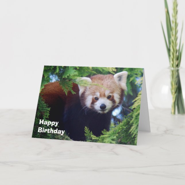 Red Panda Greeting Card (Front)