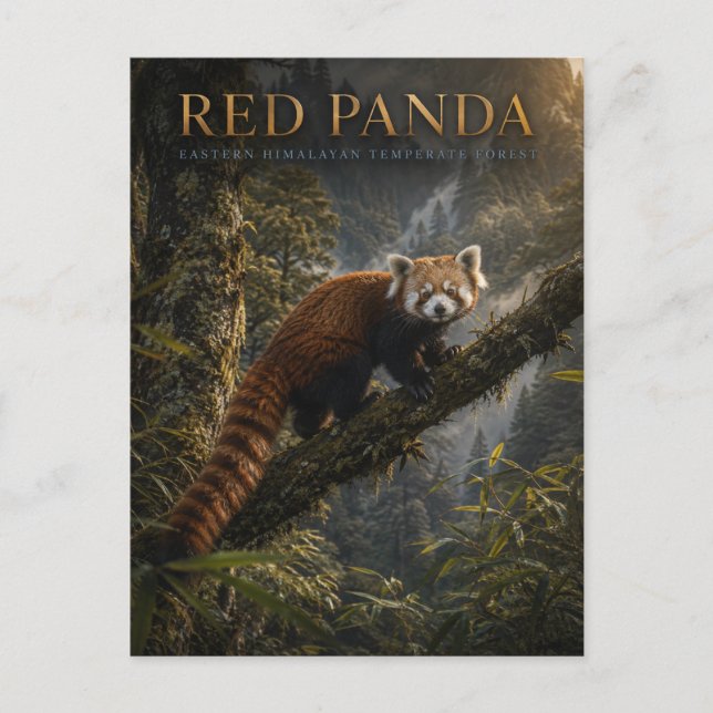 Red Panda Himalayan Forest ANIMALS Postcard (Front)