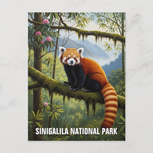 Red Panda in Singalila National Park Travel Postcard (Front)