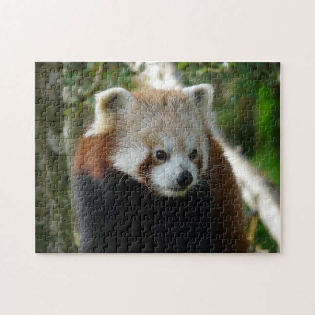 red panda jigsaw puzzle (Horizontal)