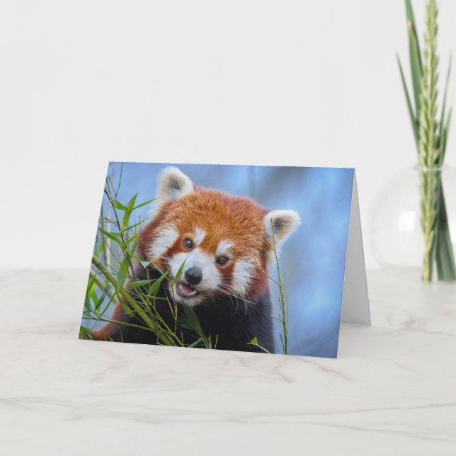 Red Panda Lunching on Bamboo Leaves Card (Front)