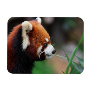 Red panda magnet