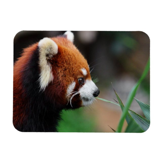 Red panda magnet (Horizontal)