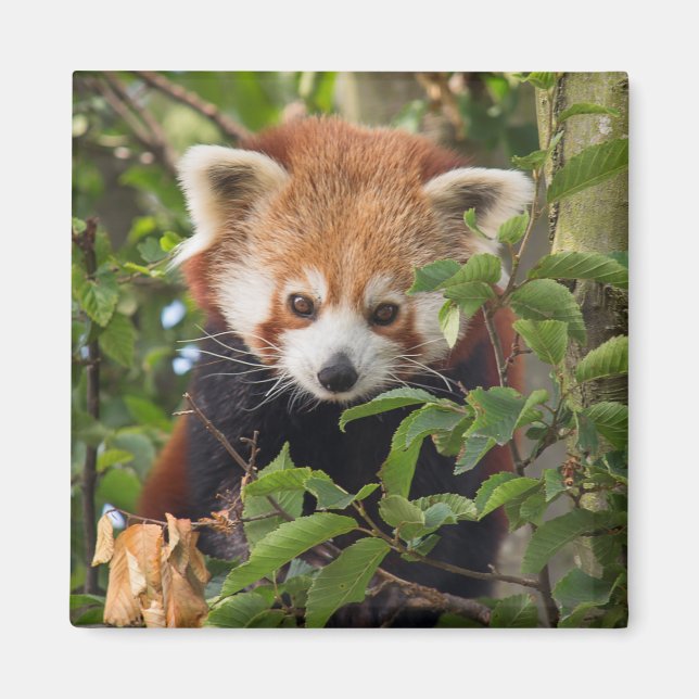 Red panda magnet (Front)