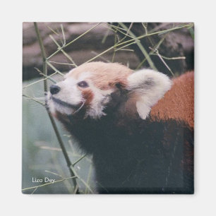 Red Panda Magnet