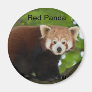 Red Panda Magnet