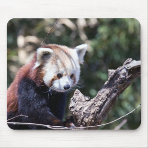 Red Panda Mouse Pad
