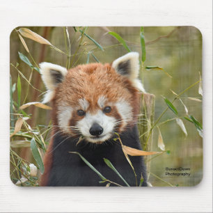 Red Panda Mouse Pad