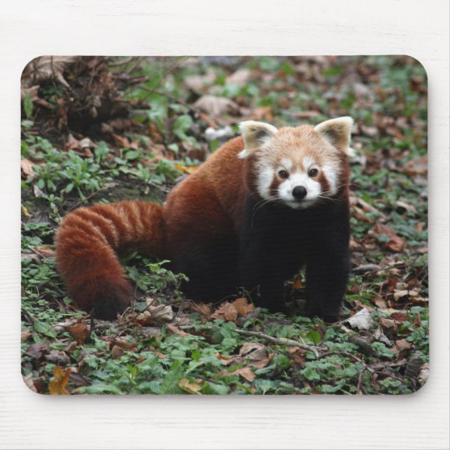 Red Panda Mouse Pad (Front)