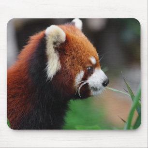 Red panda mouse pad