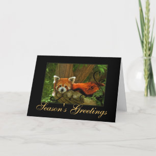 Red Panda Nature Seasons Greetings Holiday Card