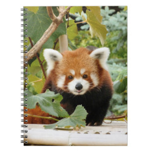 Red Panda Notebook