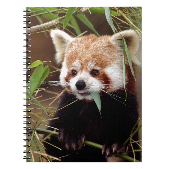 Red Panda Notebook (Front)
