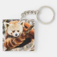Red panda on a tree limb